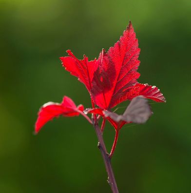 Blasenspiere Spicy Devil 40-60cm - Physocarpus opulifolius