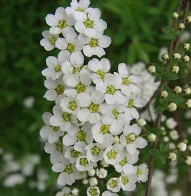 Brautspiere 60-80cm Spiraea arguta