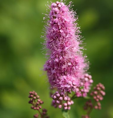 Kolbenspiere Triumphans 60-80cm - Spiraea billardii