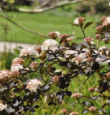 Fasanenspiere Midnight 40-60cm - Physocarpus opulifolius Midnight