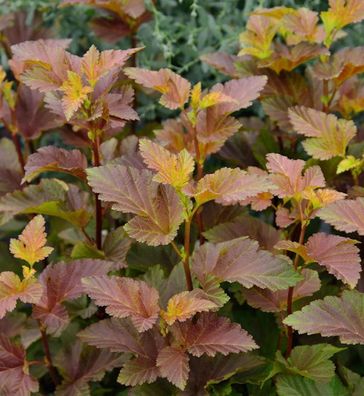 Blasenspiere Amber Jubilee® 40-60cm - Physocarpus opulifolius