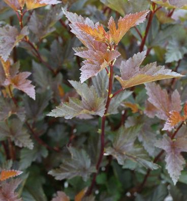 Fasanenspiere Little Joker 80-100cm - Physocarpus opulifolius Midnight