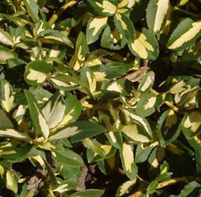Goldbunte Kriechspindel Sunspot 20-30cm - Euonymus fortunei