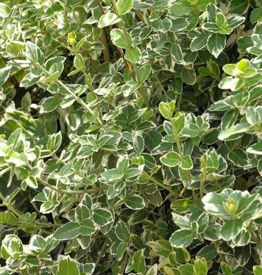 Weißbunte Kriechspindel Emerald Gaiety 20-30cm - Euonymus fortunei