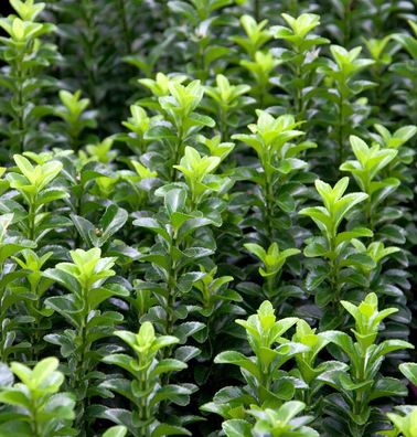 Kriechspindel Green Empire® 10-15cm - Euonymus japonicus