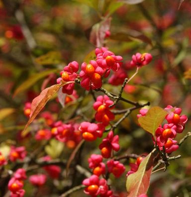 Pfaffenhütchen 40-60cm - Euonymus europaeus