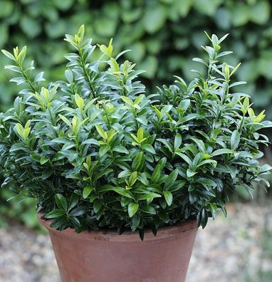 Japanischer Spindelstrauch Green Spire 20-25cm - Euonymus japonicus