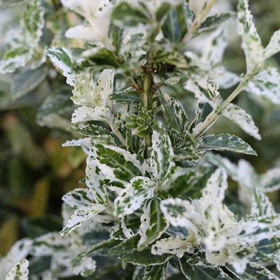 10x Kriechspindel Harlequin 10-15cm - Euonymus fortunei