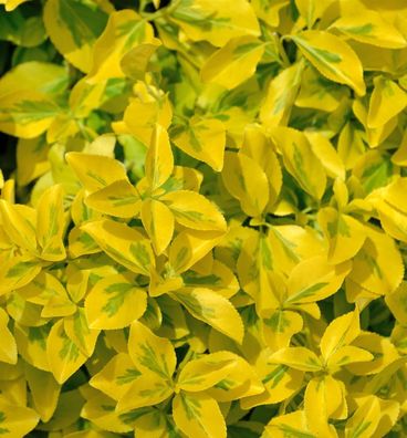 10x Goldbunte Kriechspindel Emerald Gold 10-15cm - Euonymus fortunei