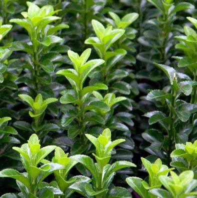 Kugelschnitt Japanspindel Green Wonder 25-30cm - Euonymus japonicus