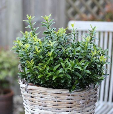 10x Japanischer Spindelstrauch Microphylla Aureovariegata 10-15cm - Euonymus fortunei