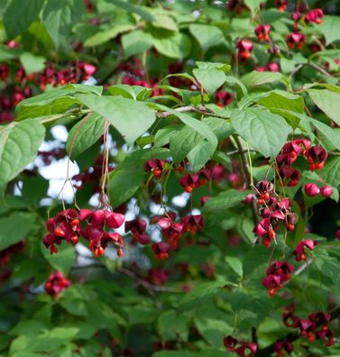 Hochstamm Großfrüchtiges Pfaffenhütchen 100-125cm - Euonymus planipes