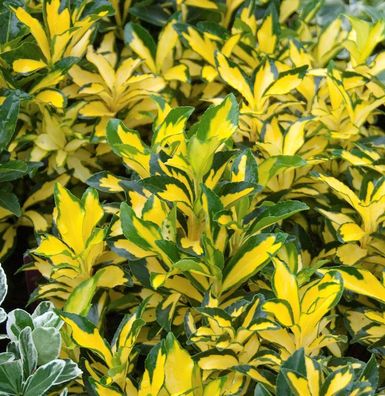 Japanischer Spindelstrauch Ovatus Aureus 80-100cm - Euonymus japonicus