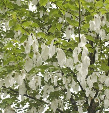 Taubenbaum Taschentuchbaum 125-150cm - Davidia involucrata vilmoriniana