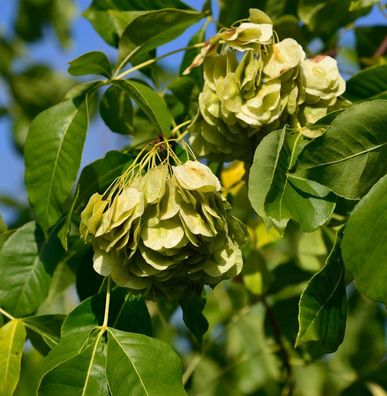 Kleeulme 60-80cm - Ptelea trifoliata