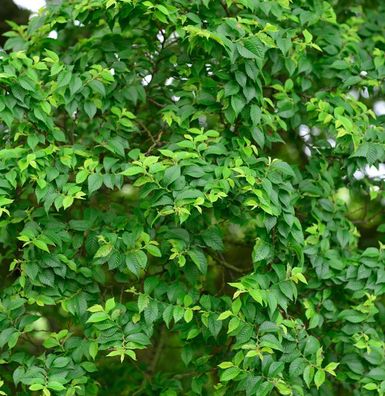 Zwergulme Jacqueline Hillier 50-60cm - Ulmus hollandica
