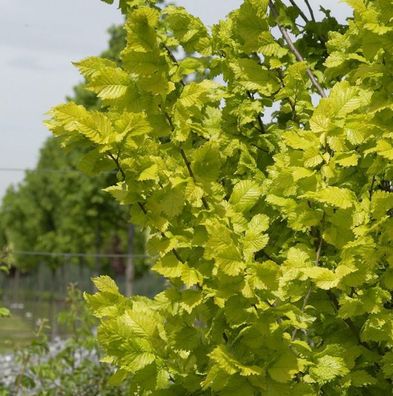 Goldulme 125-150cm - Ulmus carpinfolia