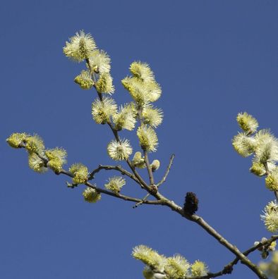 Ohrweide 60-80cm - Salix aurita
