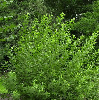 Grauweide 60-80cm - Salix cinerea