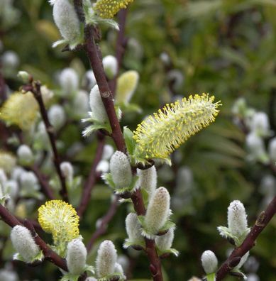 Hochstamm Spieß Weide Wehrhahnii 40-60cm - Salix hastata