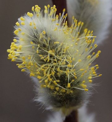 Hochstamm Hängeweide Nico 60-80cm - Salix caprea