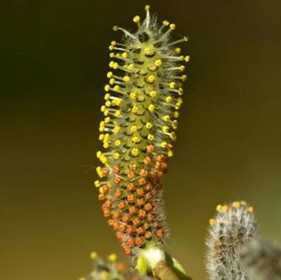 Hochstamm Kugelweide 60-80cm - Salix purpurea Nana