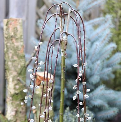 Hochstamm Hängende Kätzchenweide 100-125cm - Salix caprea