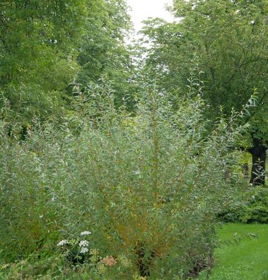 Rotrinde-Weide 125-150cm - Salix alba