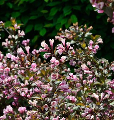 Weigelie Nana Purpurea 40-60cm - Weigela florida