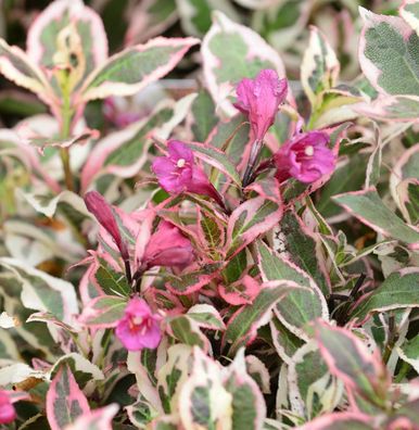 Weigelie All Summer Monet 30-40cm - Weigela florida