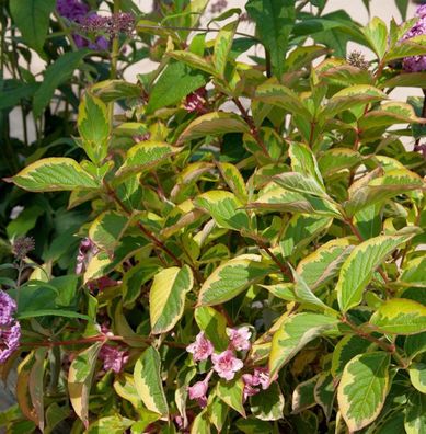 Buntblättrige Weigelie 60-80cm - Weigela florida