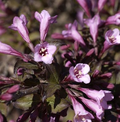 Purpurweigelie 60-80cm - Weigela florida