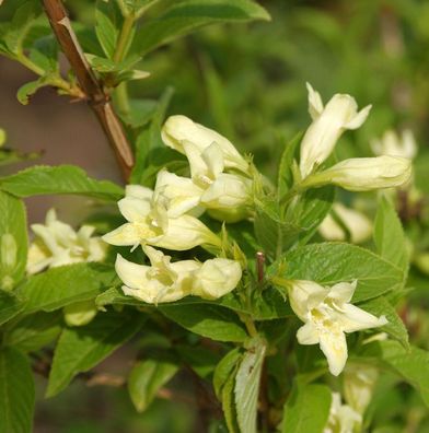 Gelbblütige Weigelie 60-80cm - Weigela middendorffiana