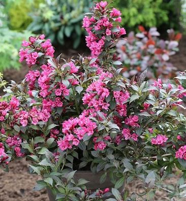 Weigelie Minor Black 60-80cm - Weigela florida