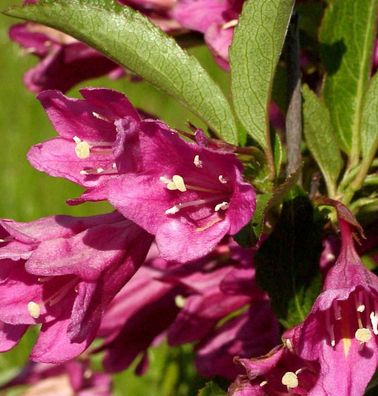 Weigelie Picobella® Rosa 40-60cm - Weigela florida