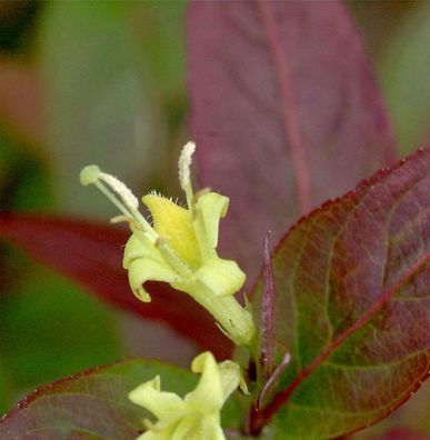 Amerikanische Weigelie Kodiak® Orange 40-60cm - Diervilla splendens
