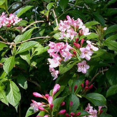 Liebliche Weigelie 60-80cm - Weigela florida