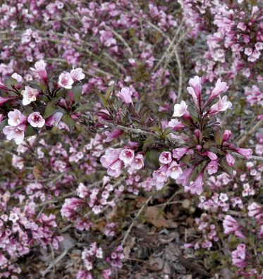 Liebliche Weigelie Foliis Purpureis 80-100cm - Weigela florida