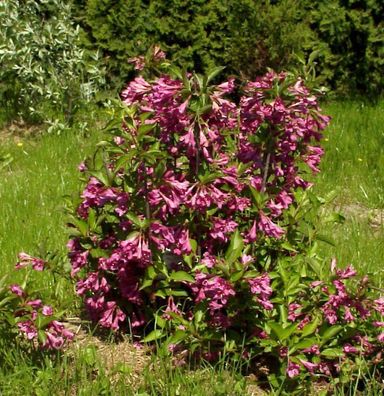 Hochstamm Liebliche Weigelie Big Love 80-100cm - Weigela florida