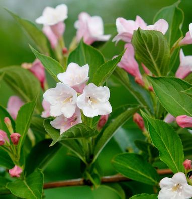 Hochstamm Zwerg-Weigelie Vintage Love 80-100cm - Weigela florida