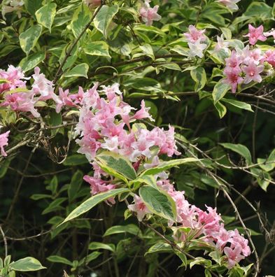 Hochstamm Liebliche Weigelie Suzanne 80-100cm - Weigela florida