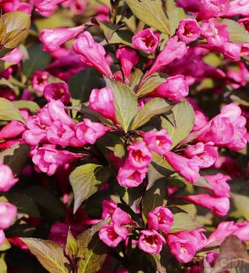 Weigelie Victoria 80-100cm - Weigela florida