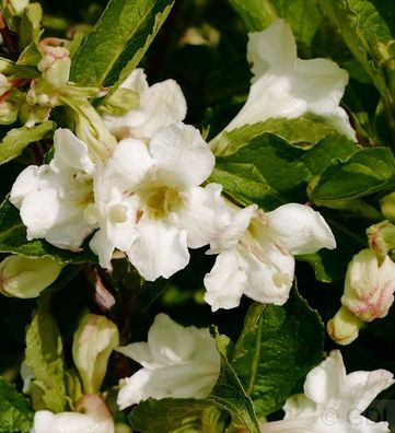 Weigelie Snowflake 100-125cm - Weigela