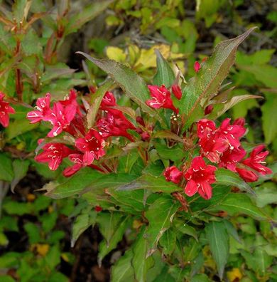 Weigelie Red Prince 125-150cm - Weigela