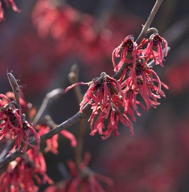 Zaubernuß Amethyst 30-40cm - Hamamelis intermedia