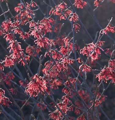 Zaubernuß Washington Park 30-40cm - Hamamelis intermedia