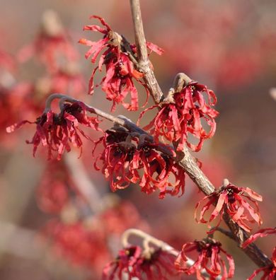 Zaubernuß Feuerzauber 60-80cm - Hamamelis intermedia