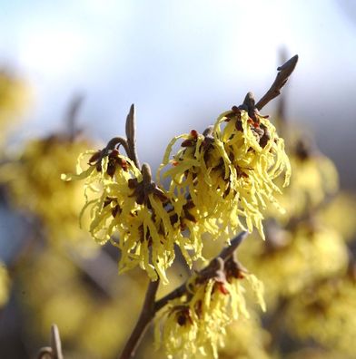 Schwefelgelbe Zaubernuß Arnold Promise 100-125cm - Hamamelis intermedia