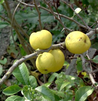 Zierquitte Andenken an Carl Ramcke 30-40cm - Chaenomeles