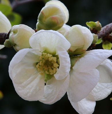 Zierquitte Jet Trail 30-40cm - Chaenomeles